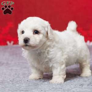 Frosty, Bichon Frise Puppy